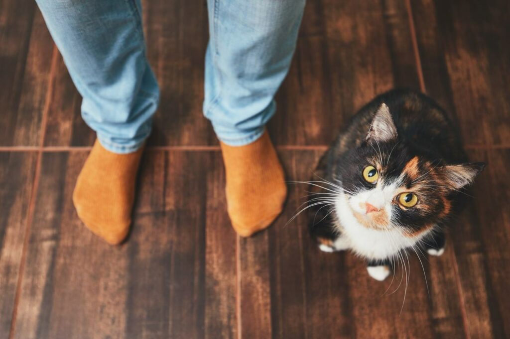 Na imagem, um gato com pelagem tripla nas cores preto, branco e marrom claro está ao lado das pernas e pés de uma pessoa. Essa pessoa usa calça jeans e meias na cor marrom. 